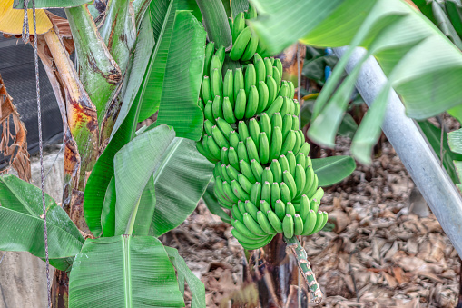 Garden with ripe bunch of green bananas. Banana harvest ready to pick up