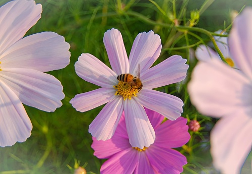 A bee in a meadow with purple flowers.