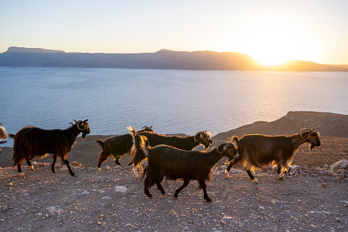 The Mongolia cashmere goat is a local dual-purpose breed with a long history.