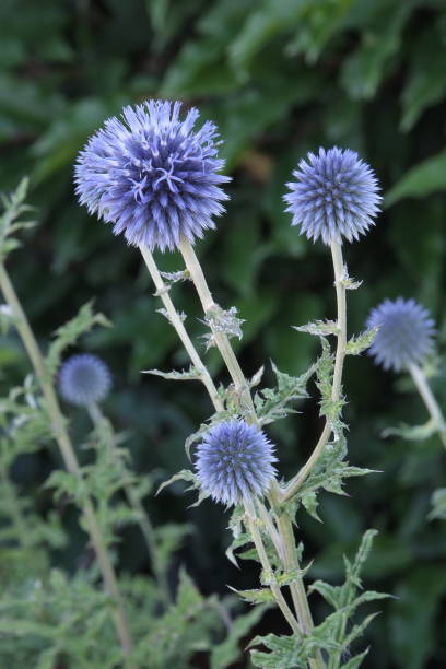 istock Garden Flowers 2106544987