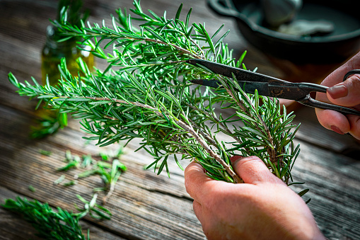 Close up of woman hands cutting fresly picked rosemary with scissors
