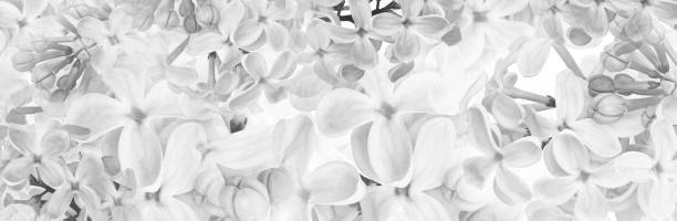 istock Lilac flowers. Floral  spring background. Nature. 2106559033