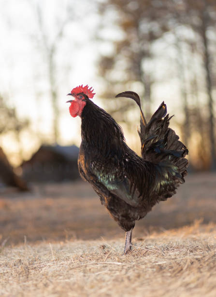 istock Australorp rooster crowing with sun low on the horizon 2106560096