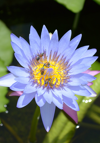 lotus flower in nature garden