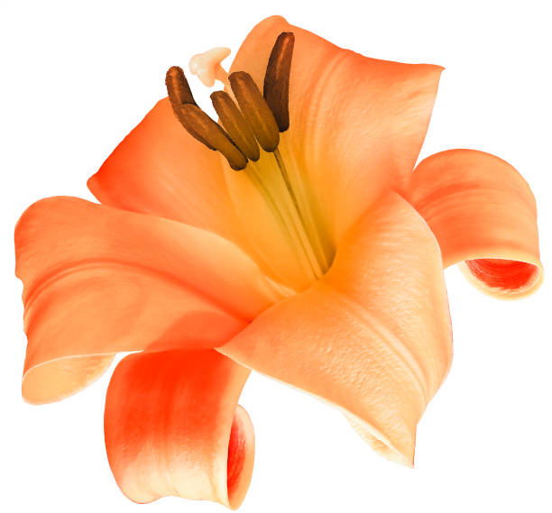 Yellow flower  lily   on a white isolated background with clipping path.  Closeup. For design. Nature.
