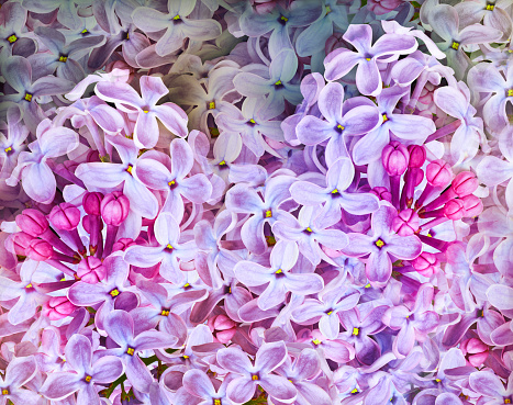 Beautiful violet crocus flowers growing in the grass, the first sign of spring. Seasonal easter background with copyspace