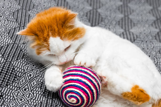 istock adult kitten playing with a knitted ball 2106583937