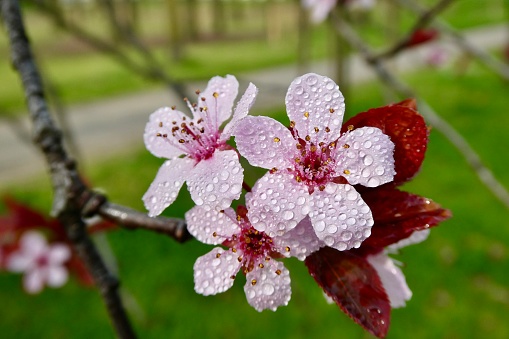 Rain drops on plum blossoms