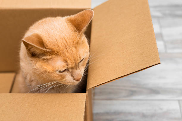 istock red cat sitting in a cardboard box. 2106601577