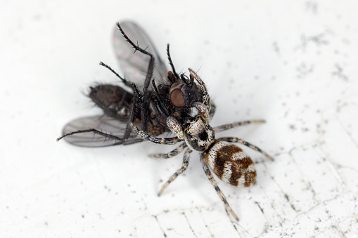 A jumping spider (Salticus scenicus) with a hunted fly on the windowsill.