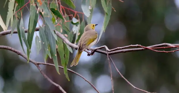 A white-plumed honeyeater perched on a tree branch. Shepparton, Australia