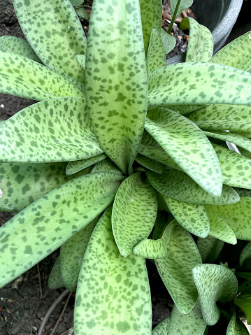 close up Leopard lily in nature garden