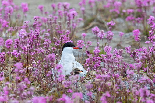 Common tern with a chick sits on a nest among pink flowers, close up