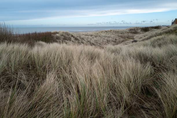 istock dunes on the coast of De Haan, Belgium 2106643448