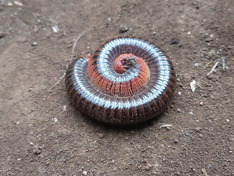 millipedes