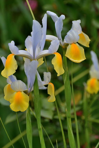 Iris xiphium, commonly known as the Spanish iris, is an iris native to Spain and Portugal. This species is also known as the small bulbous-rooted iris or xiphium iris. It is bulbous and bear blue, violet, white or yellow flowers.