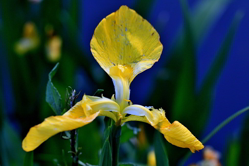 Iris xiphium, commonly known as the Spanish iris, is an iris native to Spain and Portugal. This species is also known as the small bulbous-rooted iris or xiphium iris. It is bulbous and bear blue, violet, white or yellow flowers.