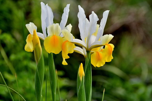 Iris xiphium, commonly known as the Spanish iris, is an iris native to Spain and Portugal. This species is also known as the small bulbous-rooted iris or xiphium iris. It is bulbous and bear blue, violet, white or yellow flowers.