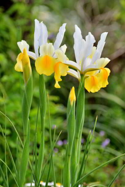 Spring flower bed