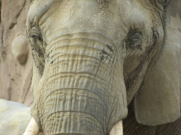 Side view elephants and rear view elephant