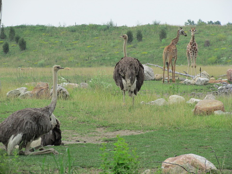 Ostrich and giraffe on safari