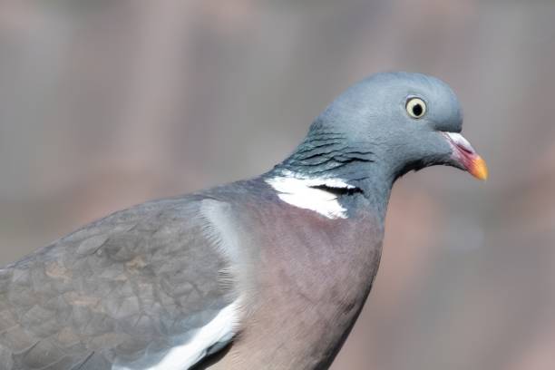 istock dove on a wall in the sun 2106662919