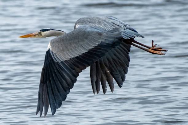 istock gray heron in flight at the north sea 2106668585
