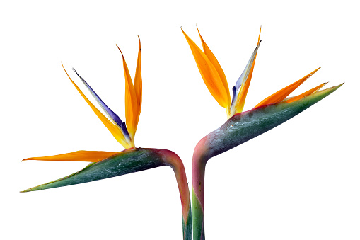 Exotic strelitzia flowers or bird of paradise isolated on white background, with clipping path for design elements