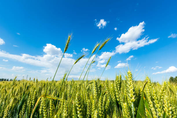 istock The wheat fields are under the blue sky and white clouds 2106704384