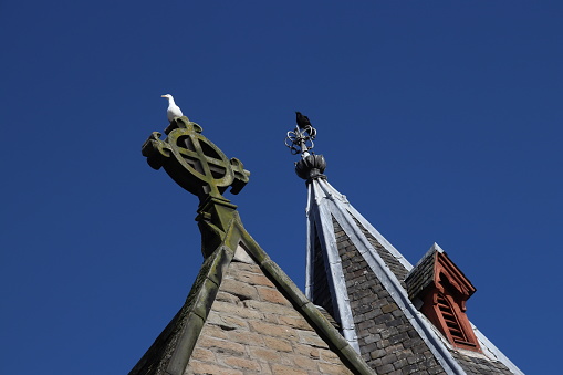 Seagugl sitting on church spire next to second spire of building in Dundee, Tayside, Scotland