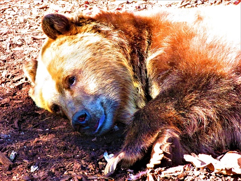 Grizzly bear sleeping