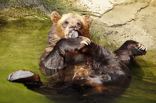 Grizzly taking a bath