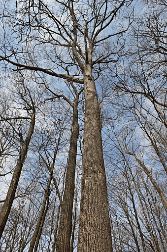 White oak tree, sky and clouds in a New England oak-hickory-maple forest, late winter/early spring