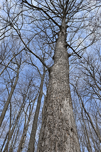 Sugar maple tree, sky and clouds in a New England oak-hickory-maple forest, late winter/early spring