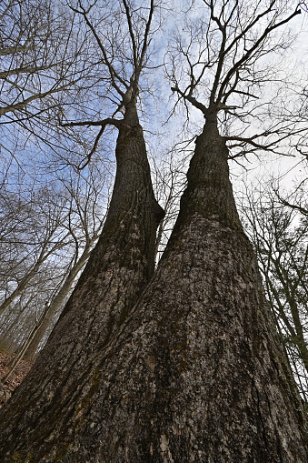 Double-trunked northern red oak tree against sky in the woods of New England, late winter/early spring