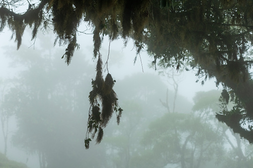 Misty cloud forest in the foothills of the Chiriqui highlands in Baru volcano, Panama, Central America - stock photo