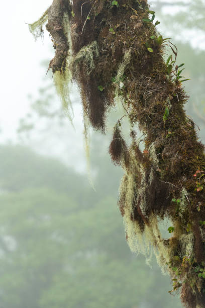 Misty cloud forest in the foothills of the Chiriqui highlands in Baru volcano, Panama, Central America - stock photo