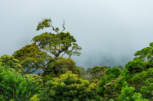 Coffee Crop in Costa Rican Plantation - West Coast