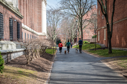 Cambridge, MA, USA - March 20, 2024: view of the iconic architecture of the famous Harvard University in Cambridge, Massachusetts, USA on a winter day with some locals and students passing by.