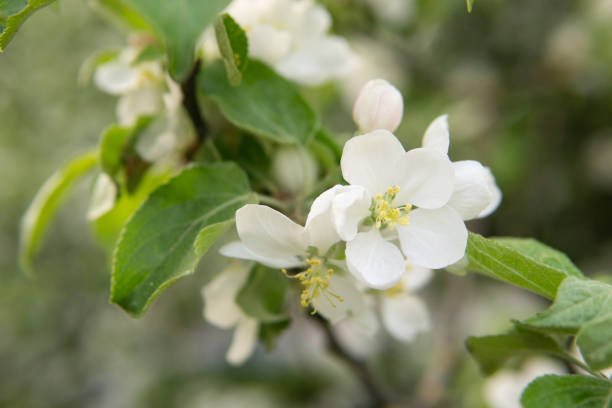 blooming apple tree branches with white flowers close-up. - apple tree branch - fotografias e filmes do acervo