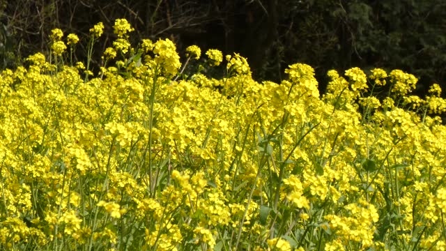 Insects dancing in the rape field