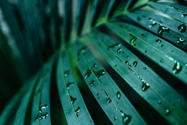 istock Bright green tropical palm leaves with raindrops. 2106771199