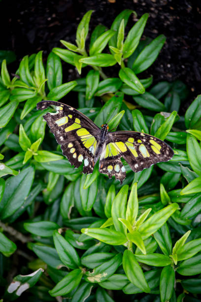 Beautiful butterfly Metamorpha stelenes in nature habitat in tropicasl forest of Costa Rica in central America.