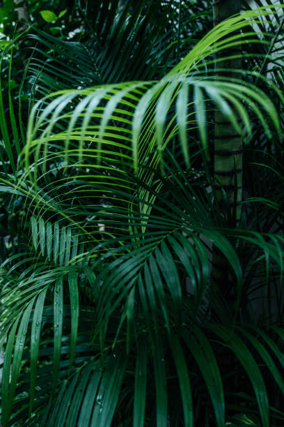 istock Tropical green palm tree growing in the jungle. Exotic nature 2106772270