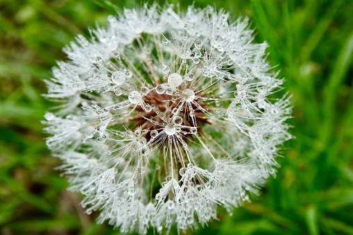 Dew drops on dandelion