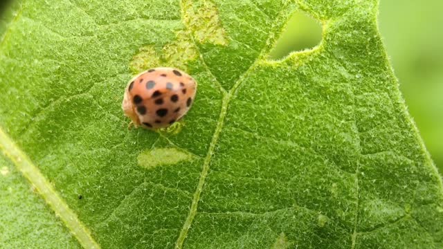 ladybugs on plant leaves