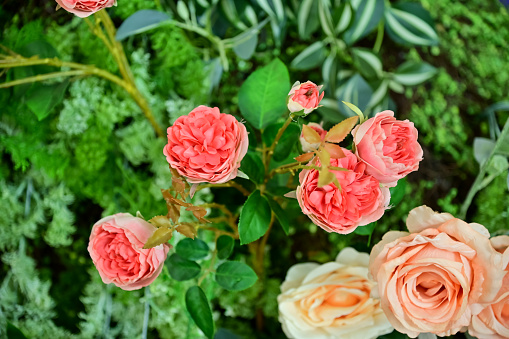 Beautiful roses in the garden. Colorful roses decoration. Roses background. Flower and plant.