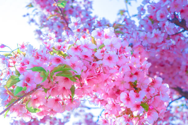 istock Close-up beautiful flowering sakura tree cherry blossom. 2106803120