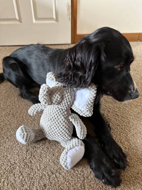 istock Dog and their teddy 2106813919