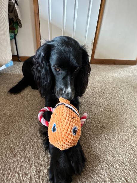 istock Dog and their teddy 2106813923